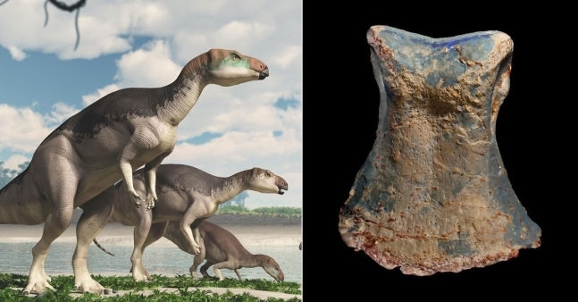 호주 오팔 광산서 발견된 ‘보석이 된 공룡’…신종으로 밝혀져